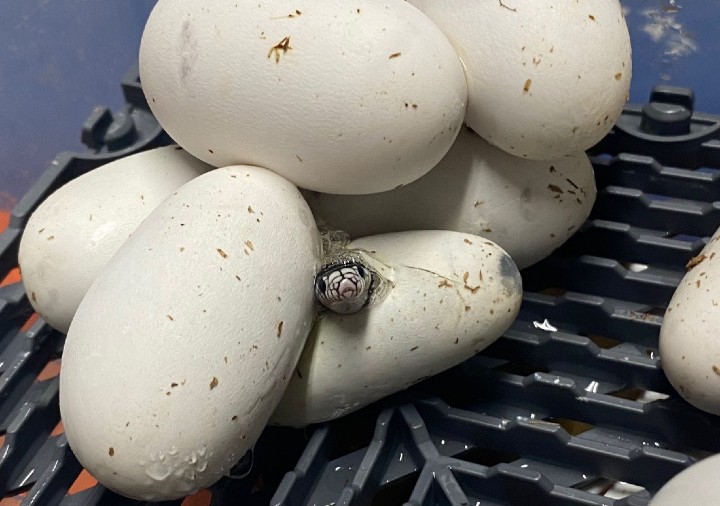 Victorville California Kingsnake